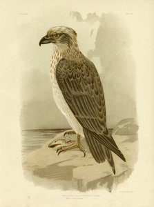 White-Headed Osprey by Gracius Broinowski